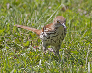 Brown Thrasher 8241